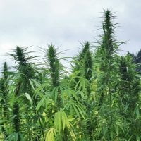 industrial-hemp-nj Industrial Hemp - New Jersey