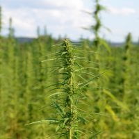 hemp-home-australia Hemp home - Sustainable House Day - Australia