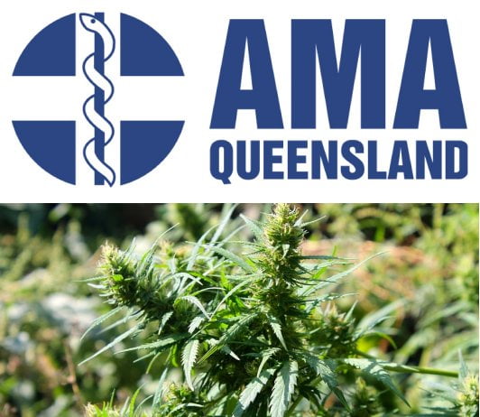 ama-queensland-cannabis AMA Queensland - Medicinal Marijuana