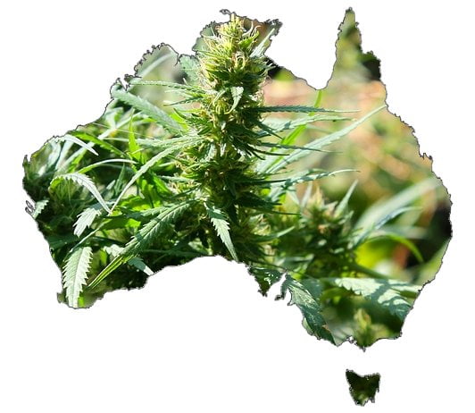 australia-cannabis-regulations Australia medical marijuana regulations