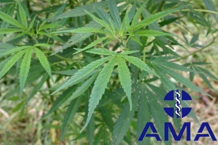 ama-medicinal-marijuana AMA - Medicinal marijuana in Australia