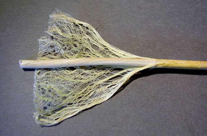 Industrial hemp fiber