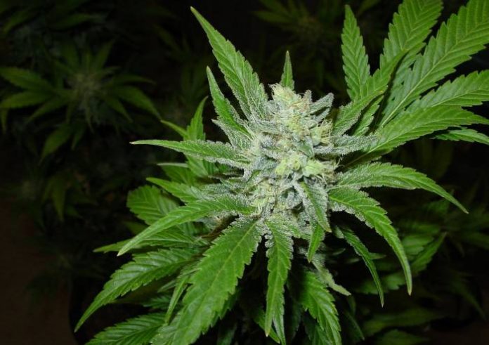 medical-cannabis-louisiana Medicinal cannabis in Louisiana