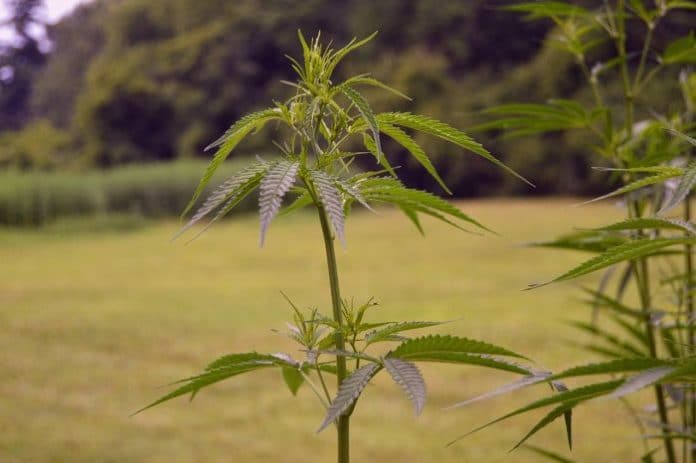 industrial-hemp-act Industrial hemp Act - USA