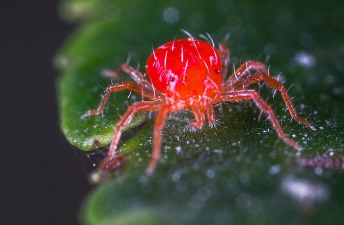 Spider mite - industrial hemp