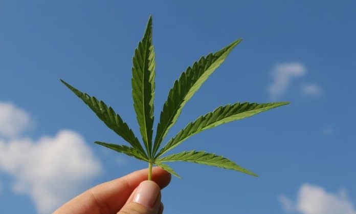 industrial-hemp-south-australia Industrial hemp in South Australia