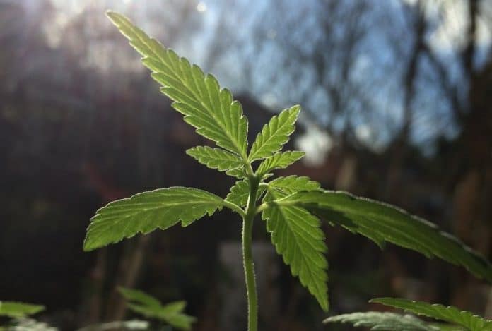 illinois-hemp Industrial hemp in Illinois