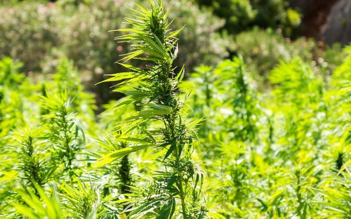 industrial-hemp-thief Industrial hemp thieves