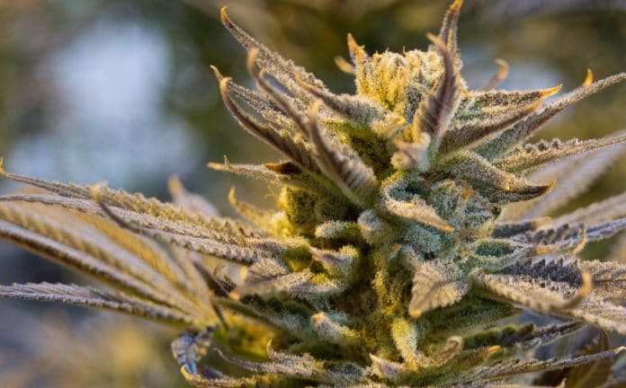 cannabis-court-cases green fairy cannabis court cases