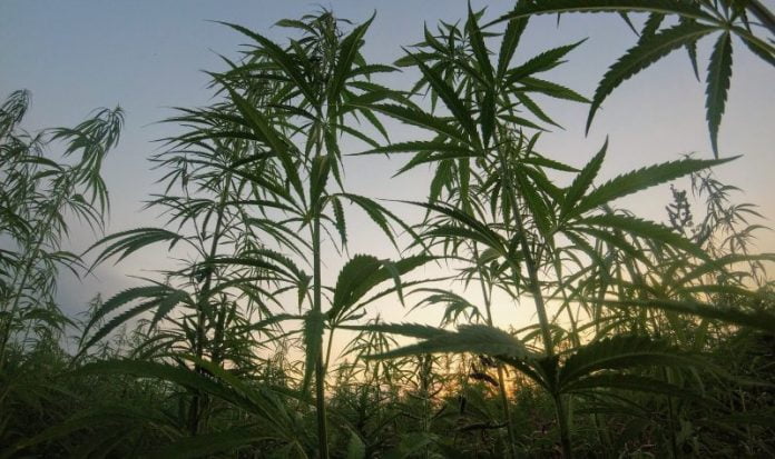 hemp-south-dakota Industrial hemp in South Dakota