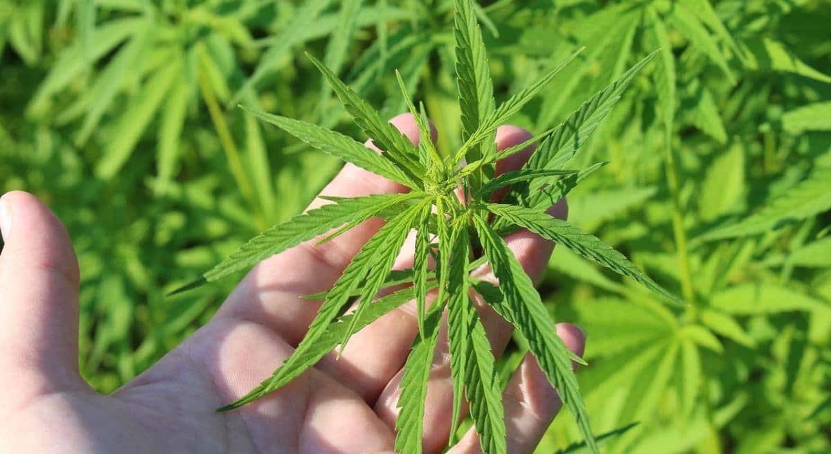 iowa-hemp-bill Iowa hemp bill
